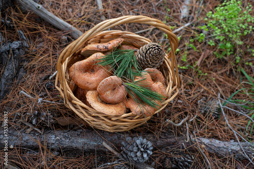Wild mushrooms in a basket with green pine branches and cone
