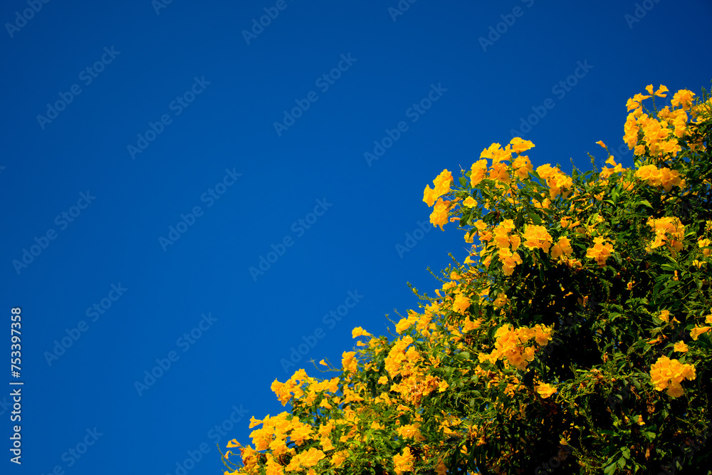 Yellow elder bell flowers on the clear blue sky background Yellow elder bell flowers on the clear blue sky background