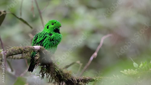 Nature wildlife Whitehead's Broadbill bird endemic of Borneo perching on a branch photo