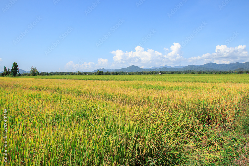 Green paddy rice plant and blue sky background