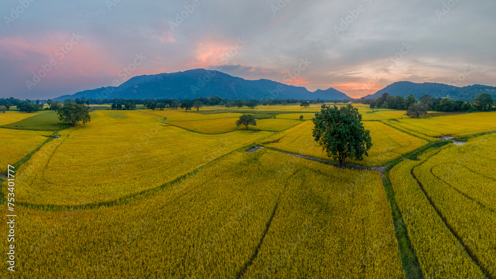 December 10, 2023: panoramic view of Ta Pa fields, An Giang province, Vietnam during the ripe rice season
