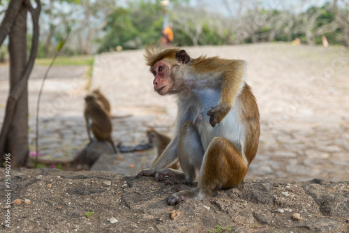 Macaque monkeys at the Dambulla Temple in the Central Province of Sri Lanka © hyserb