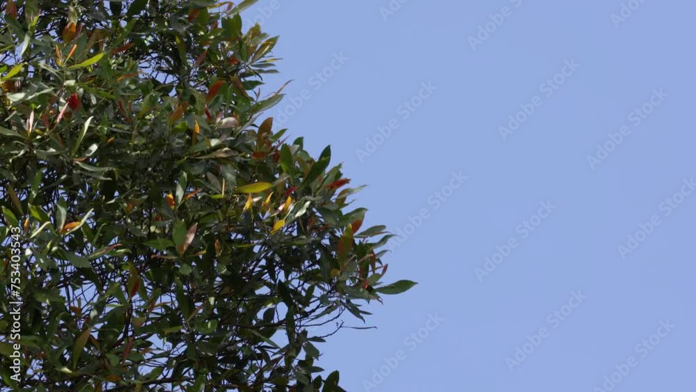 Nature windy tree with clean blue sky for background use in 4K resolution Nature windy tree with clean blue sky for background use in 4K resolution