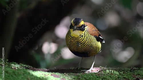 Nature wildlife footage of Borneo banded pitta (Hydrornis schwaneri) It is found only in Borneo photo