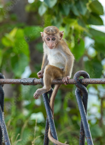 Baby macaque monkey (old work monkey) seen at the top of the Sigiriya rock fortress in the Central Province of Sri Lanka © hyserb