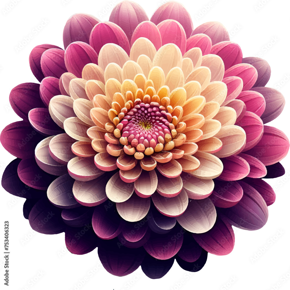Chrysanthemum Flower Blossom Beauty Color Illustration Chrysanthemum Flower Blossom Beauty Color Illustration
