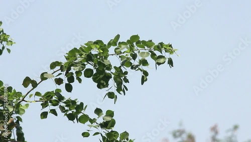 Dalbergia sissoo, known commonly as North Indian rosewood or shisham, Tree leaves. photo