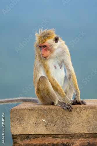 Macaque monkeys (old work monkey) seen at the top of the Sigiriya rock fortress in the Central Province of Sri Lanka © hyserb