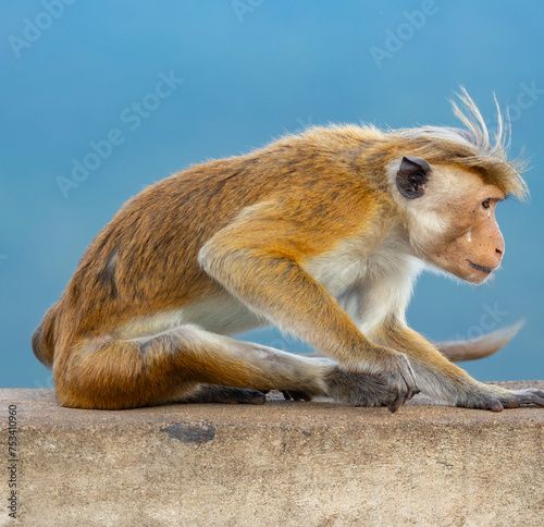 Macaque monkeys (old work monkey) seen at the top of the Sigiriya rock fortress in the Central Province of Sri Lanka