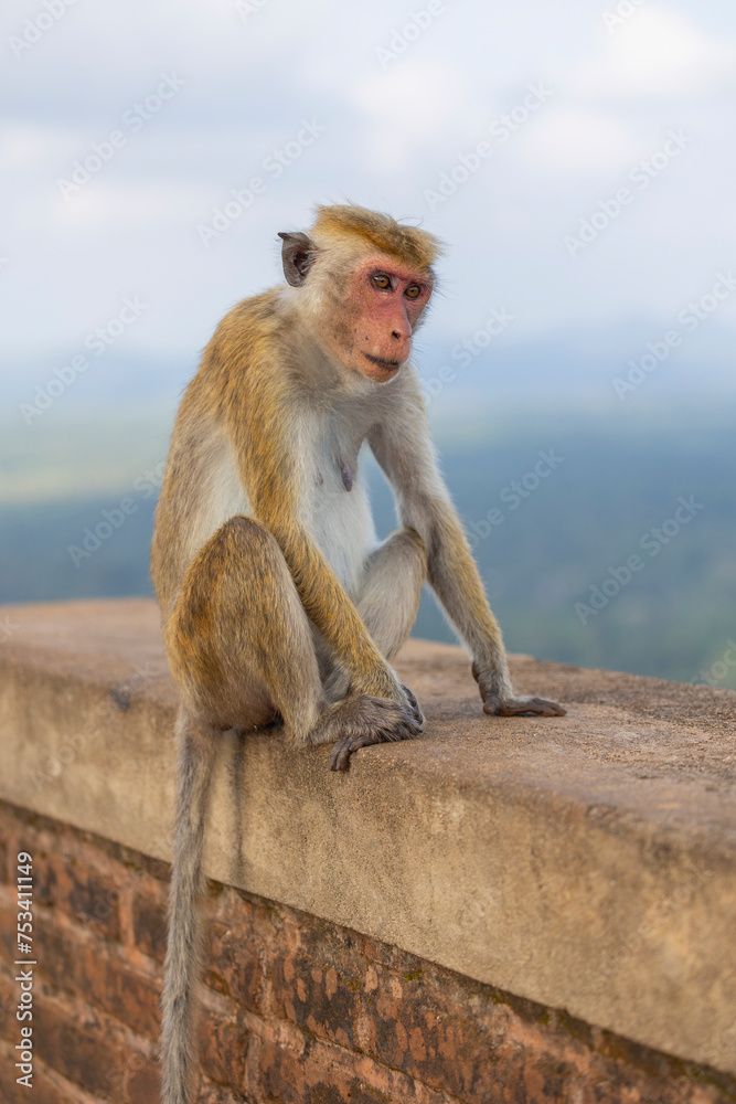 Naklejka premium Macaque monkeys (old work monkey) seen at the top of the Sigiriya rock fortress in the Central Province of Sri Lanka