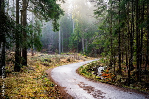 This captivating image portrays a serene forest pathway sprinkled with early winter snow, inviting a feeling of adventure