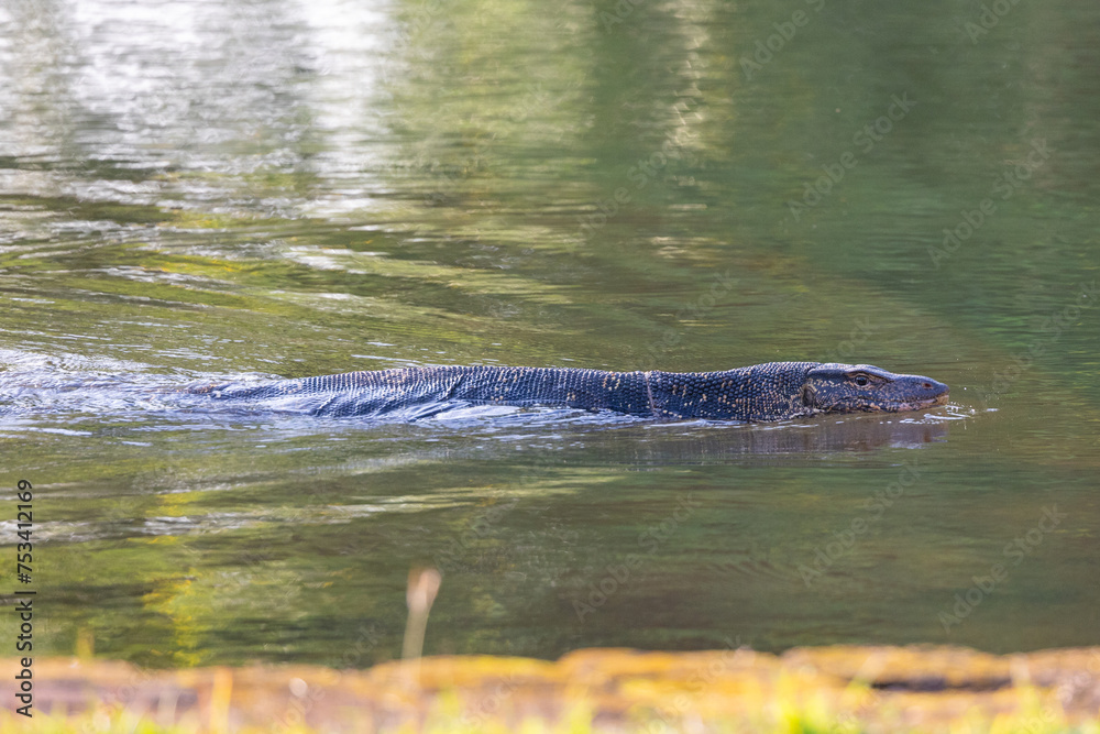 Large water monitor lizard seen in the gardens of Sigiriya in the Central Province of Sri Lanka Large water monitor lizard seen in the gardens of Sigiriya in the Central Province of Sri Lanka