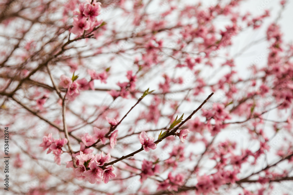Cherry blossoms festival in South Korea