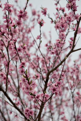 Cherry blossoms festival in South Korea