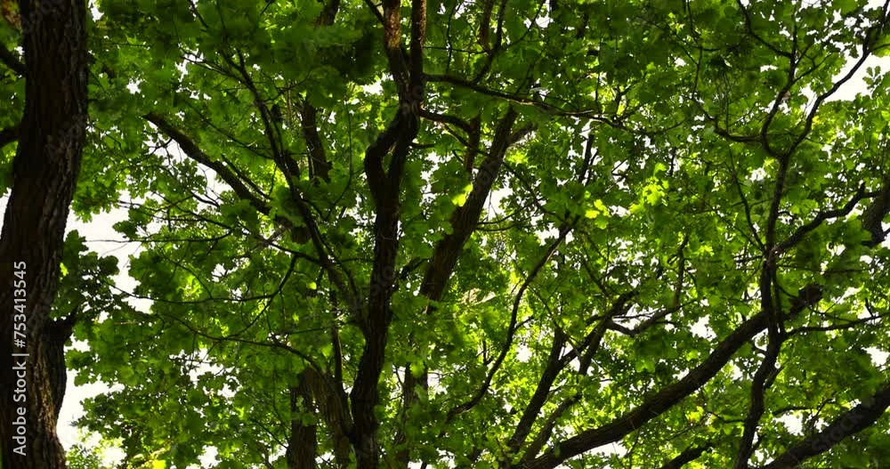 oak with green foliage in the spring season, green oak foliage in sunny weather in the spring park oak with green foliage in the spring season, green oak foliage in sunny weather in the spring park