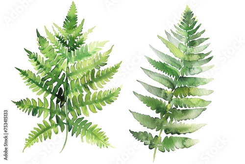 Green fern leaves, watercolor painting. © Bargais