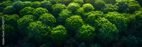 green fern background, Aerial view of a forest with trees on Mount Term 