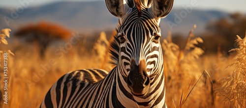 Zebra in the savannah at sunset