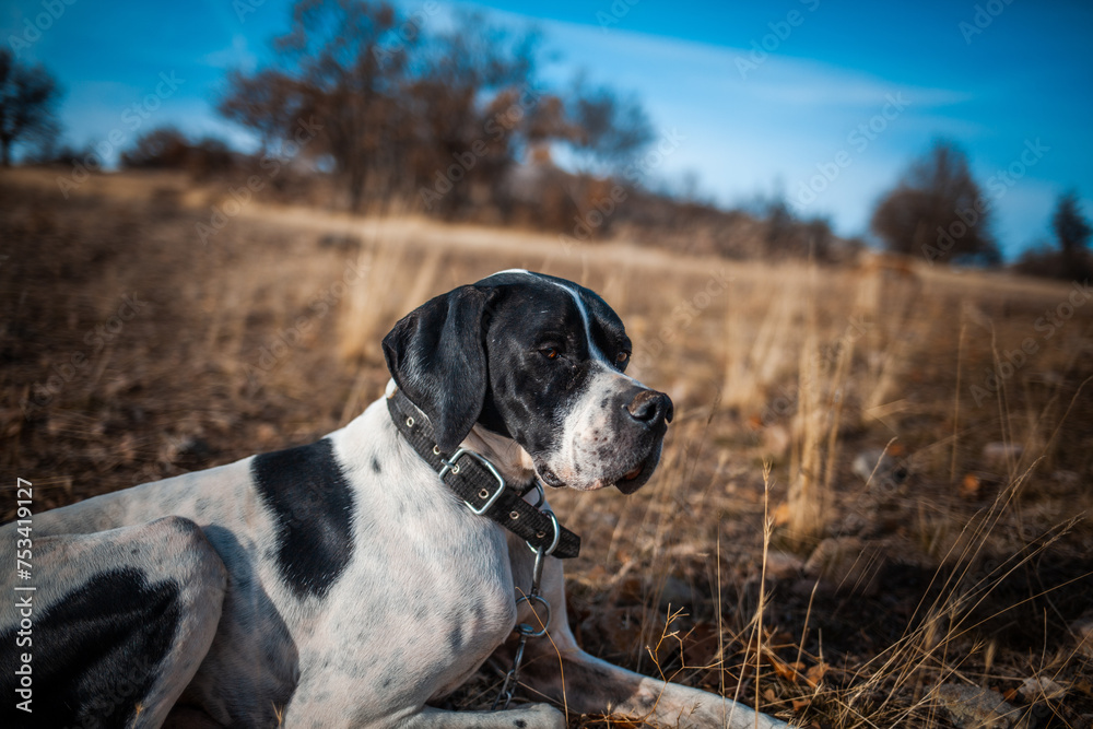 Naklejka premium Side view portrait of a black-white English pointer with a blurry background