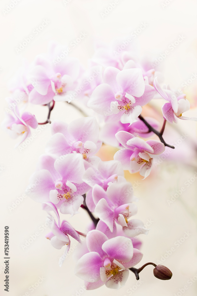 Fototapeta premium Phalaenopsis Orchid Jiaho’s Pink Girl ‘V12’