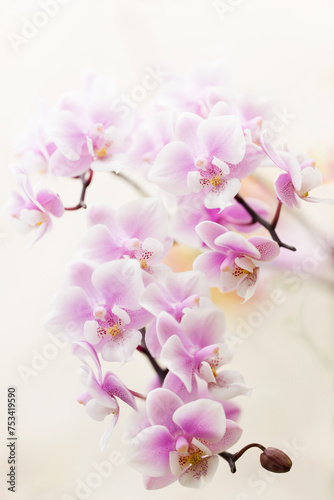 Phalaenopsis Orchid Jiaho   s Pink Girl    V12   