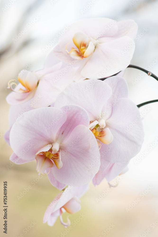 Phalaenopsis Orchid Lark Song Phalaenopsis Orchid Lark Song