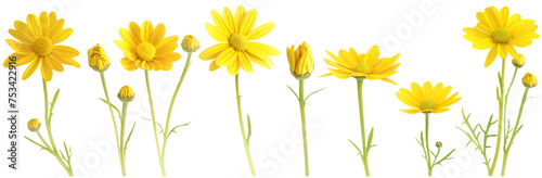 Set of yellow daisies wild field flowers in various stages from buds to full bloom, collection of summer or spring flora, isolated. 