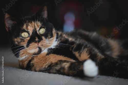 Cat laying on ground relaxing close face shot