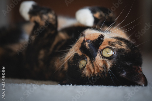 Cat laying on ground relaxing close face shot