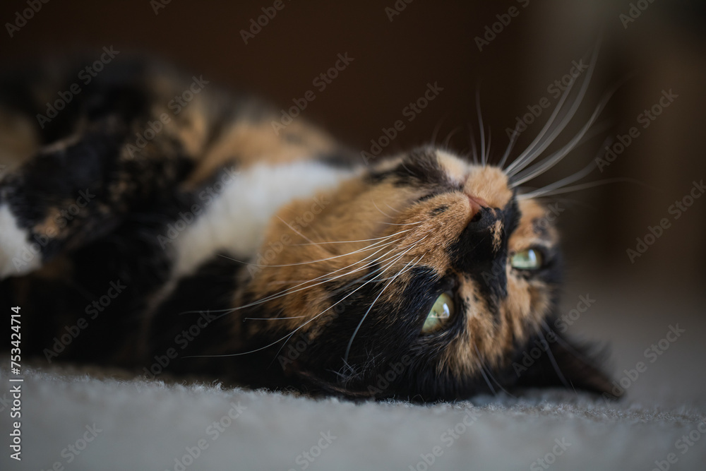 Cat laying on ground relaxing close face shot
