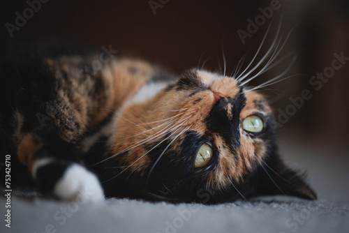 Cat laying on ground relaxing close face shot