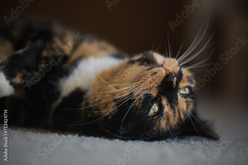 Cat laying on ground relaxing close face shot