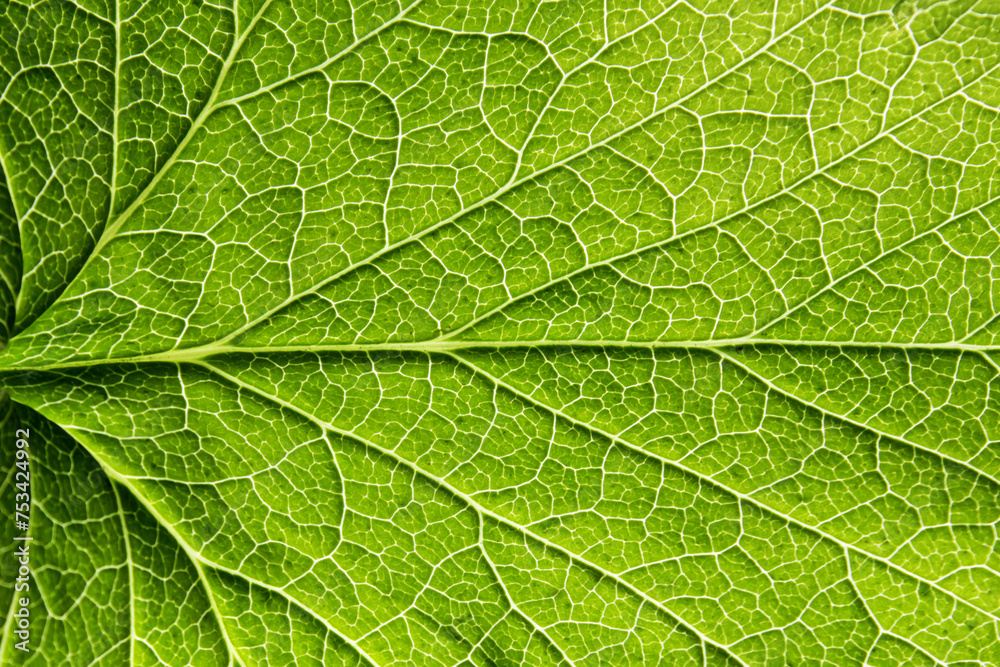 Ribs and veins of fresh green leaf backlit close up background Ribs and veins of fresh green leaf backlit close up background