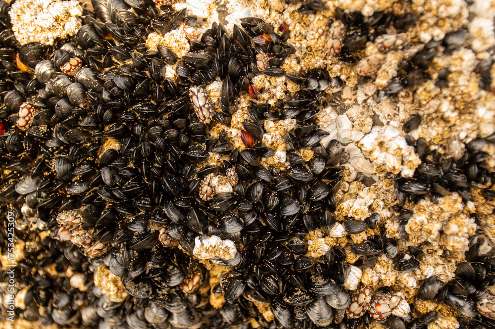 Barnacles Barnacles