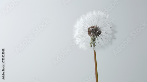 dandelion  on a white background condolence grieving  card  loss  funerals  support