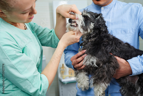 Veterinarian examining dog's teeth at the visit