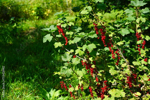 The bush is ripe red currant and sweet.