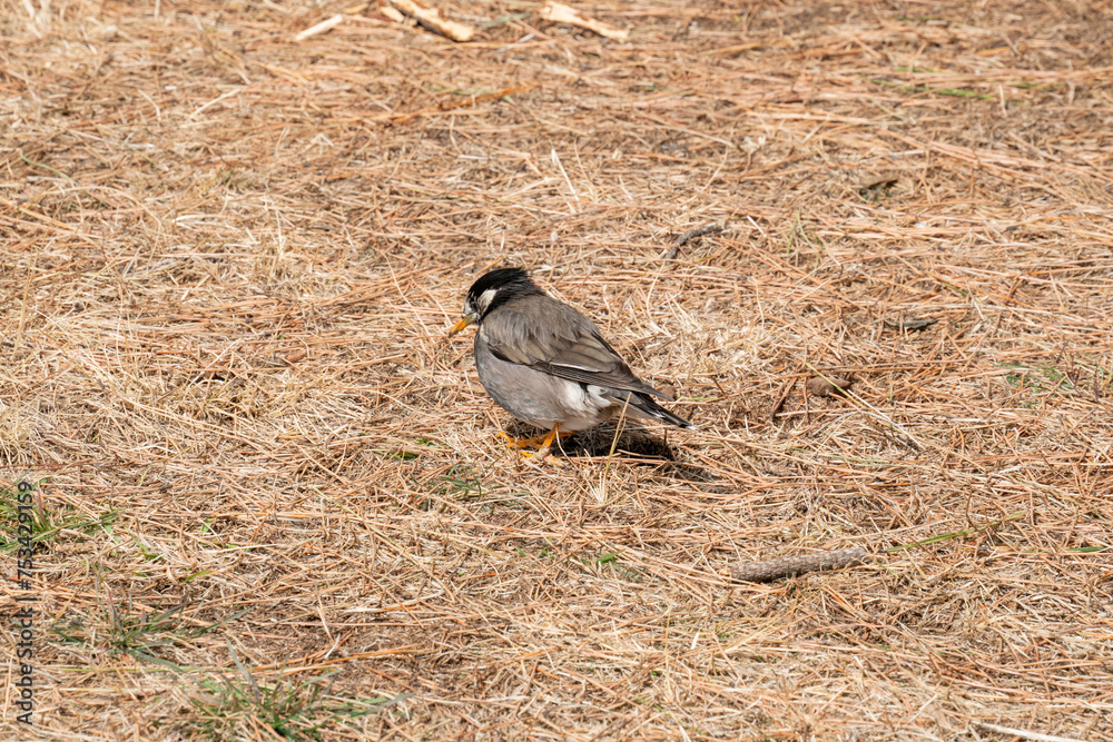 Obraz premium ムクドリ 06