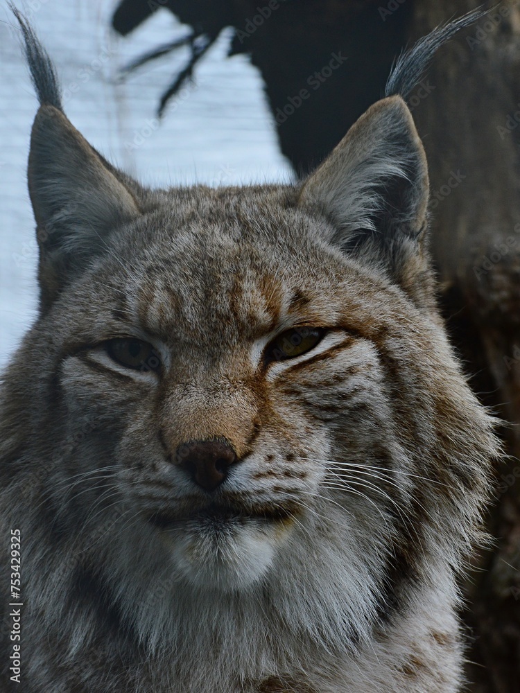 Head and tufty ears of Eurasian Lynx, latin name Lynx Lynx, looking calmly in the camera in his yard in safari park in Slovakia. Head and tufty ears of Eurasian Lynx, latin name Lynx Lynx, looking calmly in the camera in his yard in safari park in Slovakia.
