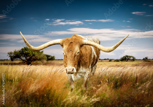 Large Texas Longhorn steer roaming the grassy landscape of western United States