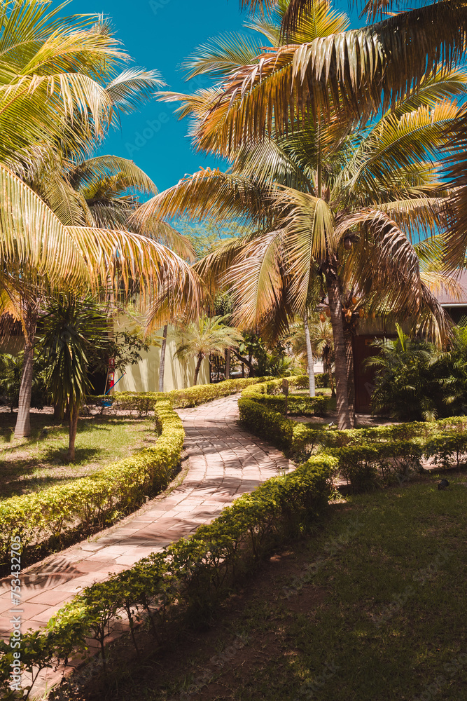Fototapeta premium palm trees on the beach