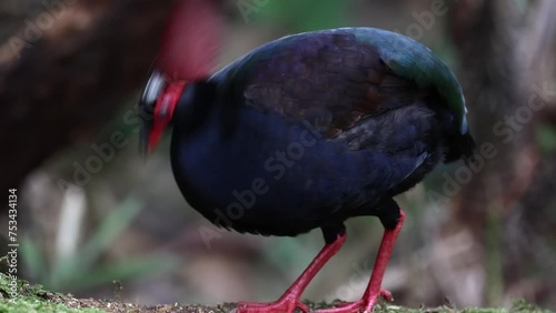 Nature wildlife footage of rare crested partridge (Rollulus rouloul) also known as the crested wood partridge, roul-roul, red-crowned wood partridge on deep forest jungle photo