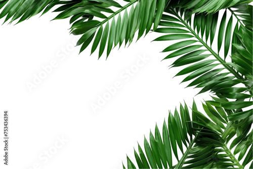 Green palm leaves arranged in a frame  perfect for a tropical summer vibe