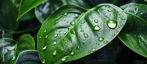 Houseplants with water droplets on leaves Incorporating biophilia in urban design