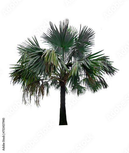 Palm tree isolated on white background with clipping path