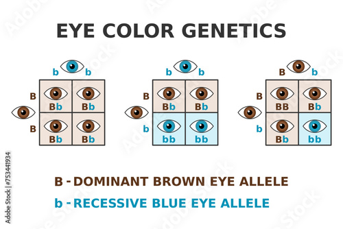 Eye color genetics. Brown eyes and blue eyes cross. Dominant brown allele. Recessive blue allele. Punnett square. Mendel inheritance. Phenotype and Genotype of eye color. Vector illustration.