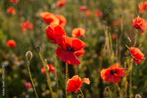A field red poppies with the sun shining on them