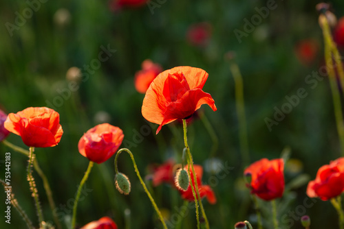 A field of red poppies with sun shining on them