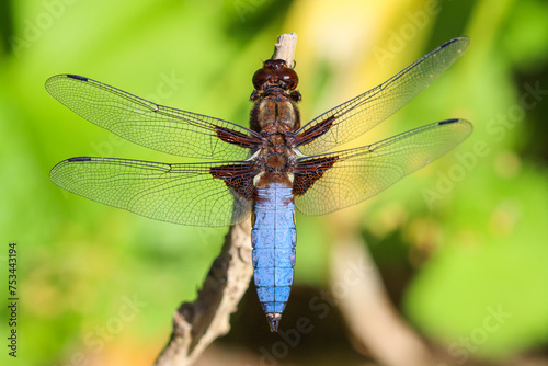 Broad-bodied chaser dragonfly on a twig - Libellula depressa © Robin Bieck