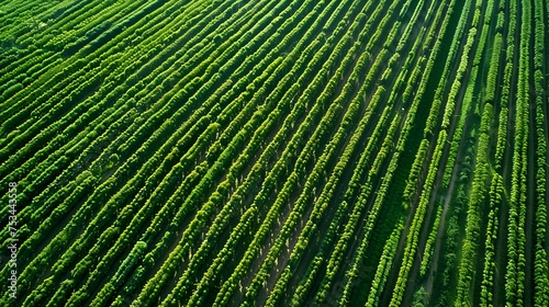 Aerial View of Vineyard Rows in the Countryside  To showcase the beauty and intricacy of vineyard farming from an aerial view  emphasizing the rows